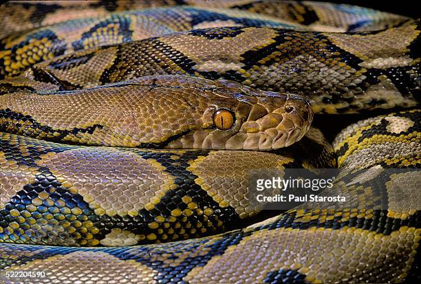 python reticulatus (reticulated python) - peau de serpent photos et images de collection