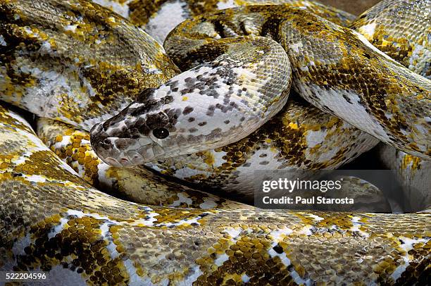 Reticulated Python Photos and Premium High Res Pictures - Getty Images