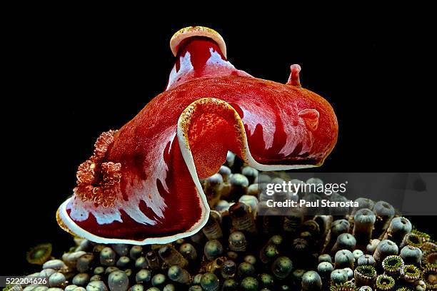 hexabranchus sanguineus (spanish dancer) - swimming - mollusc stock pictures, royalty-free photos & images