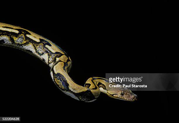 python reticulatus f.tiger (reticulated python) - morelia stock pictures, royalty-free photos & images