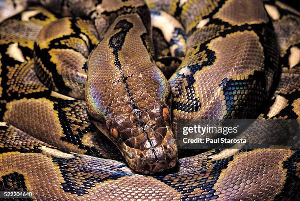 python reticulatus (reticulated python) - netzpython stock-fotos und bilder