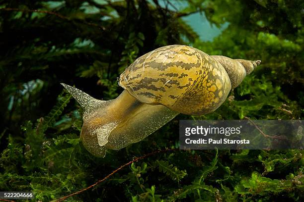 lymnaea stagnaliss (great pond snail) - underwater - pond snail stock pictures, royalty-free photos & images