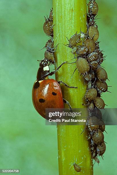 coccinella septempunctata (sevenspotted lady beetle) - devouring aphids - aphid stock-fotos und bilder