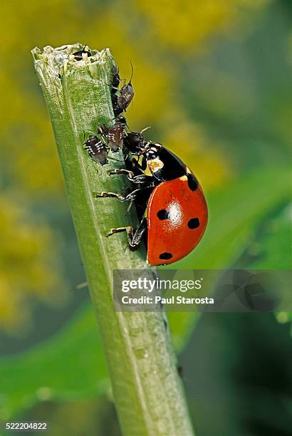 coccinella septempunctata (sevenspotted lady beetle) - devouring aphids - aphid stockfoto's en -beelden