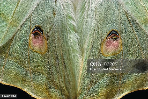 actias selene (indian moon moth, indian luna moth) - wings detail - ocellus stock pictures, royalty-free photos & images