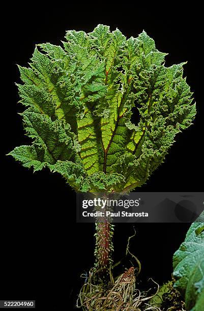 Gunnera Roots 133 Giant Gunnera Stock Photos, High-Res Pictures, and Images - Getty ...