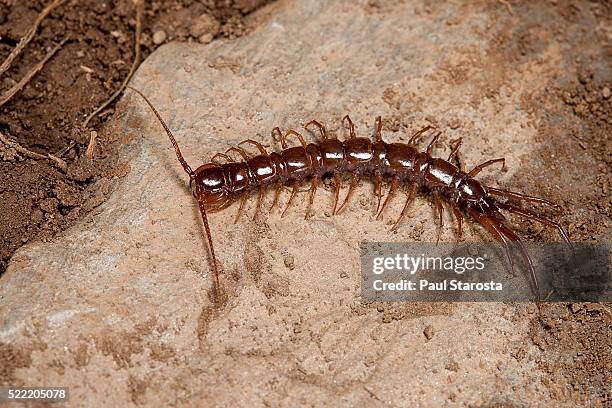 lithobius forficatus (brown centipede, stone centipede, common garden centipede) - centipede stock pictures, royalty-free photos & images
