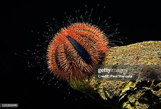mespilia globulus (blue tuxedo urchin, globular sea urchin, ball sea urchin) - erizo de mar fotografías e imágenes de stock