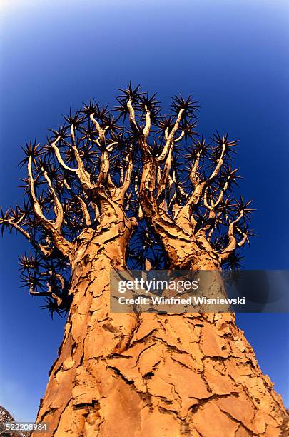 quiver tree, namibia - quiver tree stock pictures, royalty-free photos & images