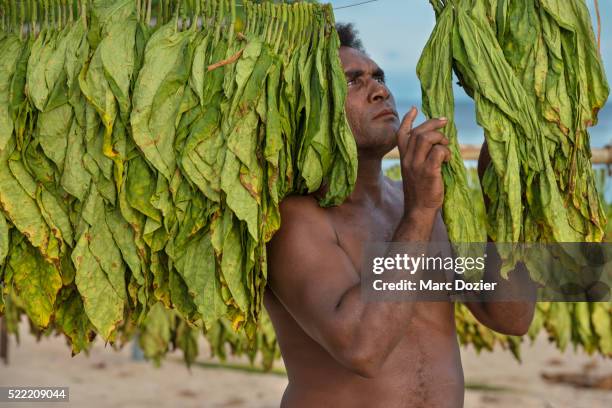 tobacco leaves drying - papuma beach stock pictures, royalty-free photos & images