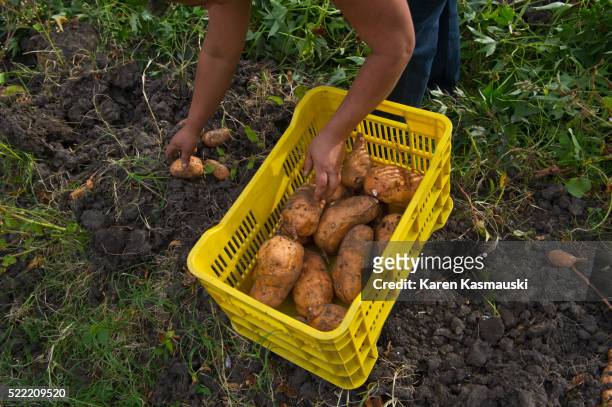 farming in nicaragua - yams day stock pictures, royalty-free photos & images