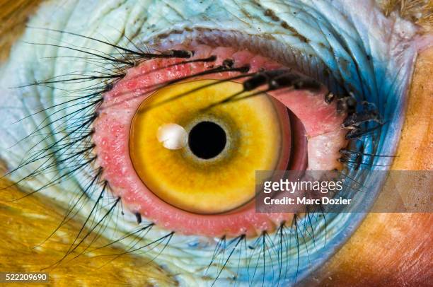 hornbill eye - tierisches auge stock-fotos und bilder