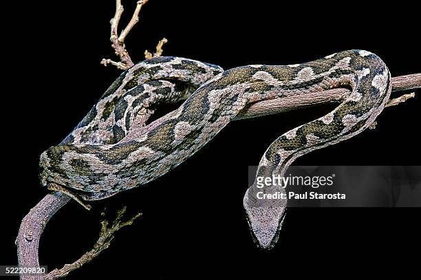 daboia lebetina mauritanica (moorish viper) - ムーア様式 ストックフォトと画像