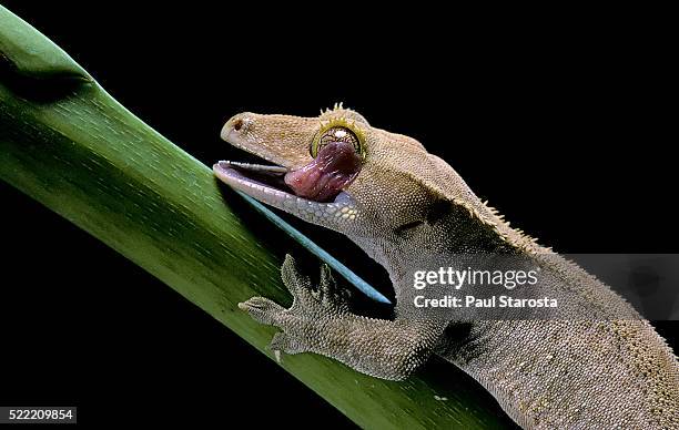 rhacodactylus ciliatus (eyelash gecko) - cleaning its eye - rhacodactylus stock pictures, royalty-free photos & images