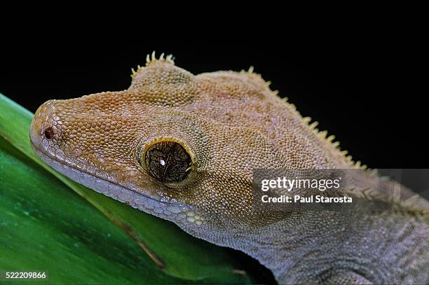 rhacodactylus ciliatus (eyelash gecko) - rhacodactylus stock pictures, royalty-free photos & images