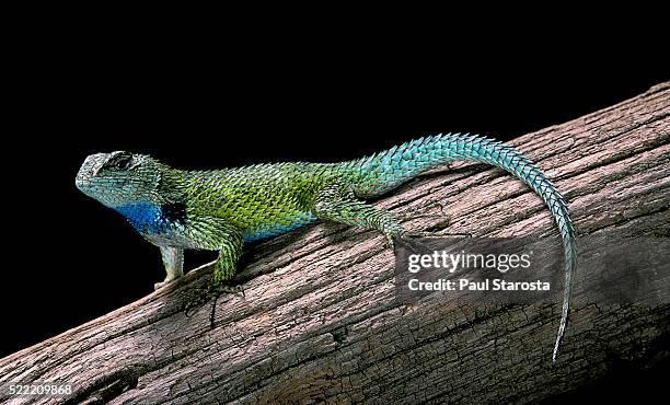 sceloporus malachiticus (green spiny lizard) - iguana imagens e fotografias de stock