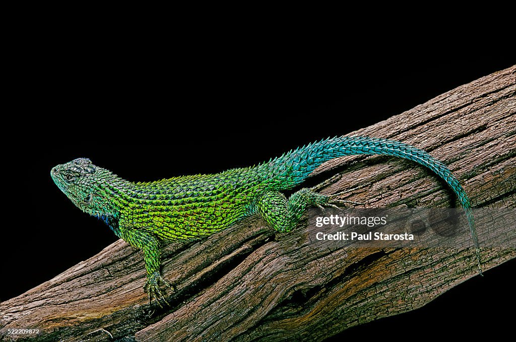 Sceloporus malachiticus (green spiny lizard)