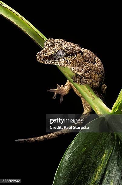 rhacodactylus auriculatus (gargoyle gecko) - rhacodactylus stock pictures, royalty-free photos & images