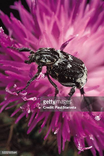 valgus hemipterus (flower beetle) - valgus stock pictures, royalty-free photos & images
