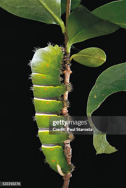 rothschildia lebeau (lebeau's rothschildia) - caterpillar - silk moth stock pictures, royalty-free photos & images