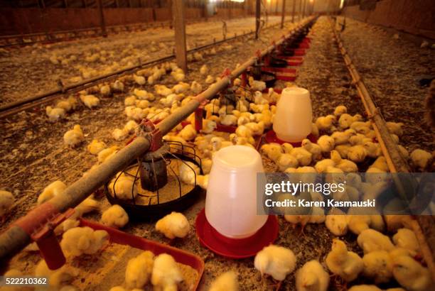 facility for combating salmonella in chicken production - salmonella stock pictures, royalty-free photos & images