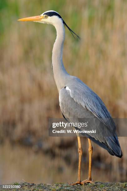 grey heron - garza fotografías e imágenes de stock