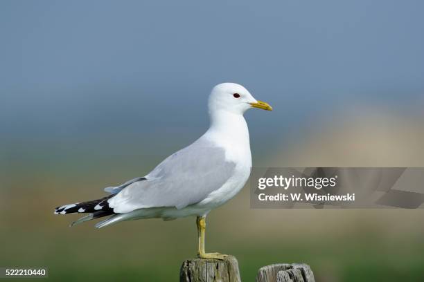 common gull perched on a fence post - meeuw stockfoto's en -beelden