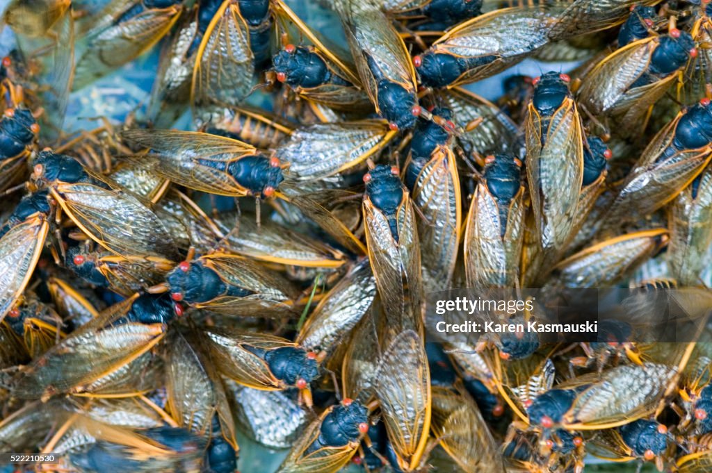 Cicada Swarm