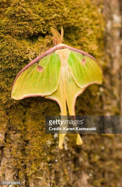 luna moth on tree trunk - luna moth - fotografias e filmes do acervo