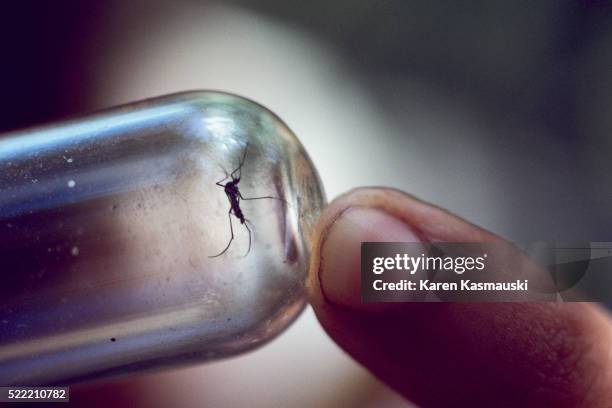 yellow fever mosquito in a vile - zanzara foto e immagini stock