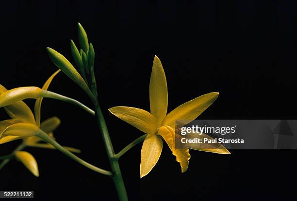 laelia flava (yellow laelia) - laelia stock pictures, royalty-free photos & images