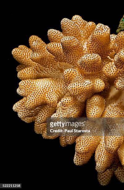 sinularia sp. (leather coral) - coral colored photos et images de collection