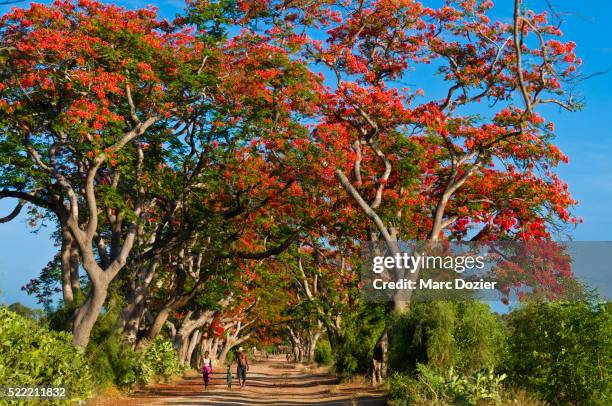 malagasy flamboyant trees by the road - delonix regia stock pictures, royalty-free photos & images
