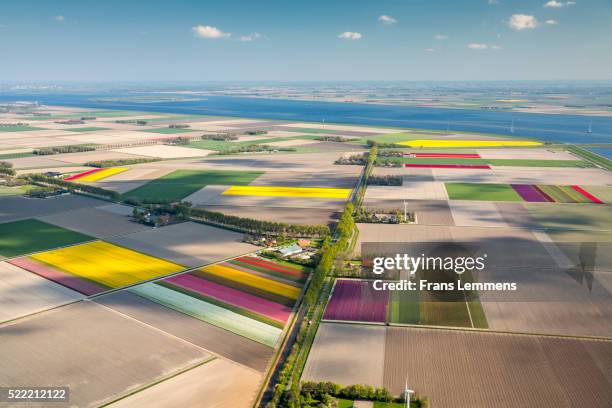 netherlands, flevoland, farmland and flowering tulips - flevoland stock pictures, royalty-free photos & images