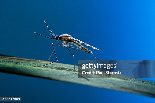 Anopheles maculipennis (malaria mosquito) Anopheles maculipennis (malaria mosquito)