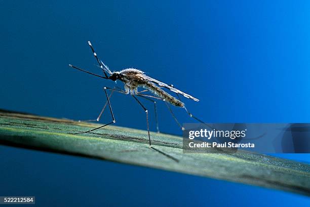 anopheles maculipennis (malaria mosquito) - mug stockfoto's en -beelden
