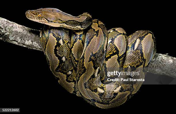 python reticulatus (reticulated python) - netzpython stock-fotos und bilder
