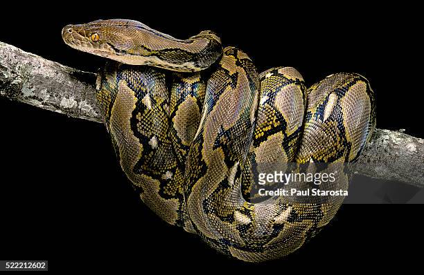python reticulatus (reticulated python) - pitão imagens e fotografias de stock
