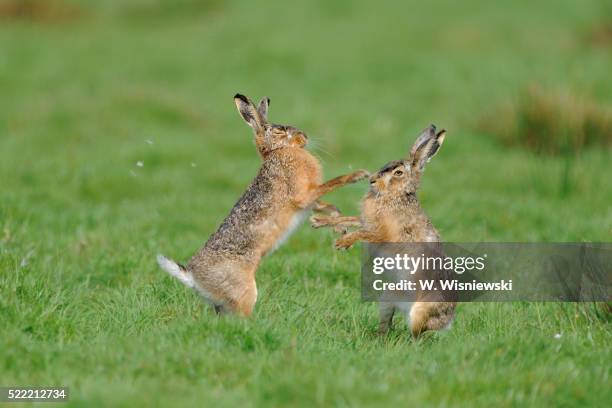 fighting european hares - brown hare stockfoto's en -beelden