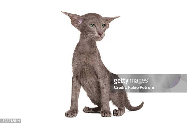 oriental cat - oriental shorthair stock pictures, royalty-free photos & images