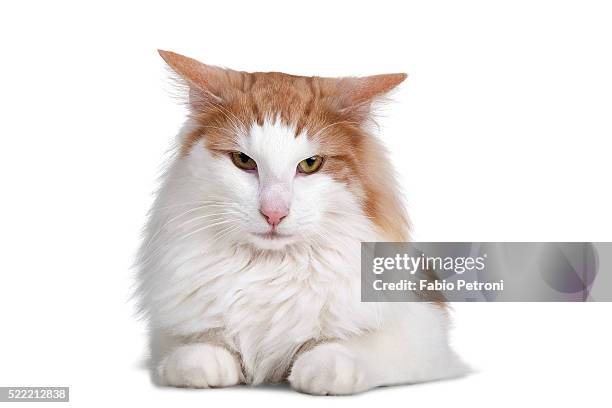 norwegian forest cat - norwegian forest cat stock pictures, royalty-free photos & images