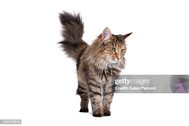 norwegian forest cat - norwegian forest cat stock pictures, royalty-free photos & images