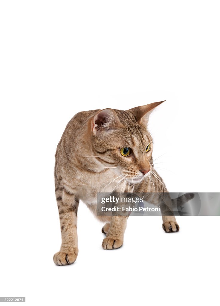 Ocicat