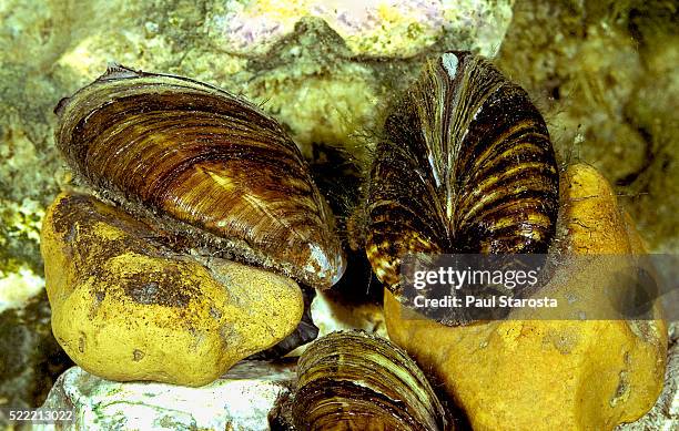 dreissena polymorpha (wandering mussel, zebra mussel) - underwater - zebra stock-fotos und bilder