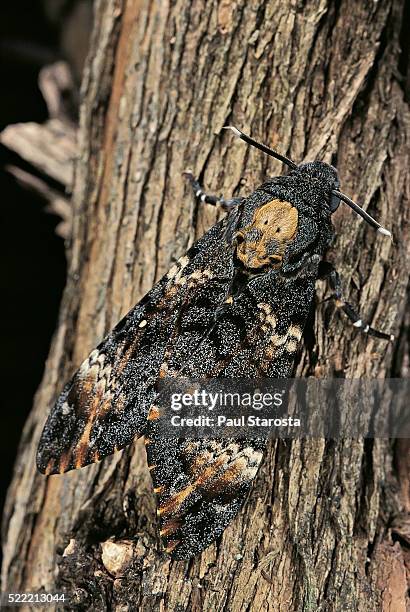 acherontia atropos (death's head hawk moth) - hawk moth stock pictures, royalty-free photos & images