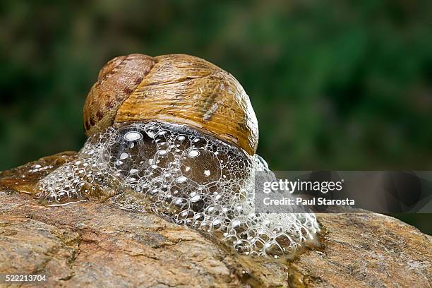 helix aspersa maxima (brown garden snail) - producing a defensive froth of mucus - slijm stockfoto's en -beelden