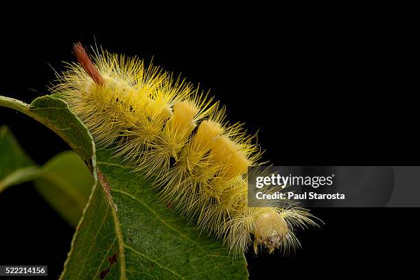 calliteara pudibunda (pale tussock moth, red tail moth) - caterpillar - moth stock pictures, royalty-free photos & images