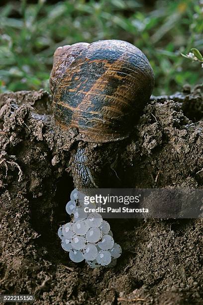 helix aspersa (brown garden snail) - laying eggs in the ground - garden snail 個照片及圖片檔