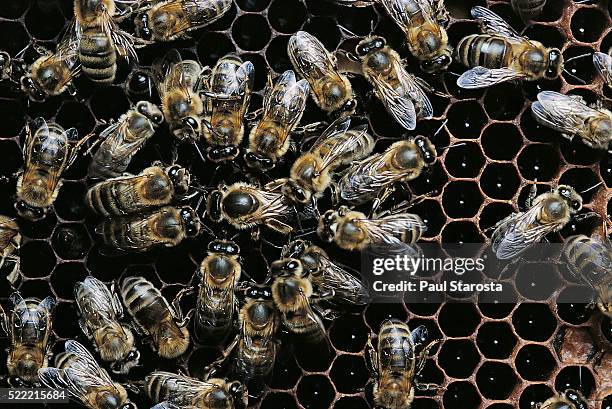 apis mellifera (honey bee) - queen surrounded by attendants laying an egg in a cell - umgeben stock-fotos und bilder