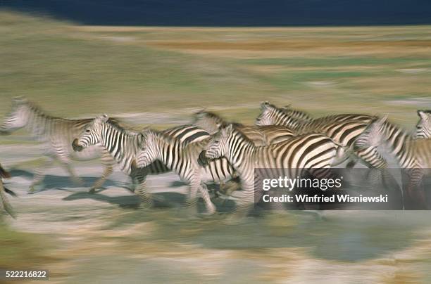 herd of zebras running - zebra herd running stock pictures, royalty-free photos & images